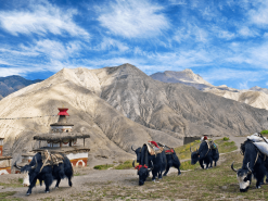 upper dolpo trek in nepal by soulful nepal holidays - yaks on the way