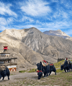 upper dolpo trek in nepal by soulful nepal holidays - yaks on the way