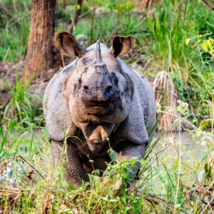 One-horned rhino in Chitwan National Park, Nepal