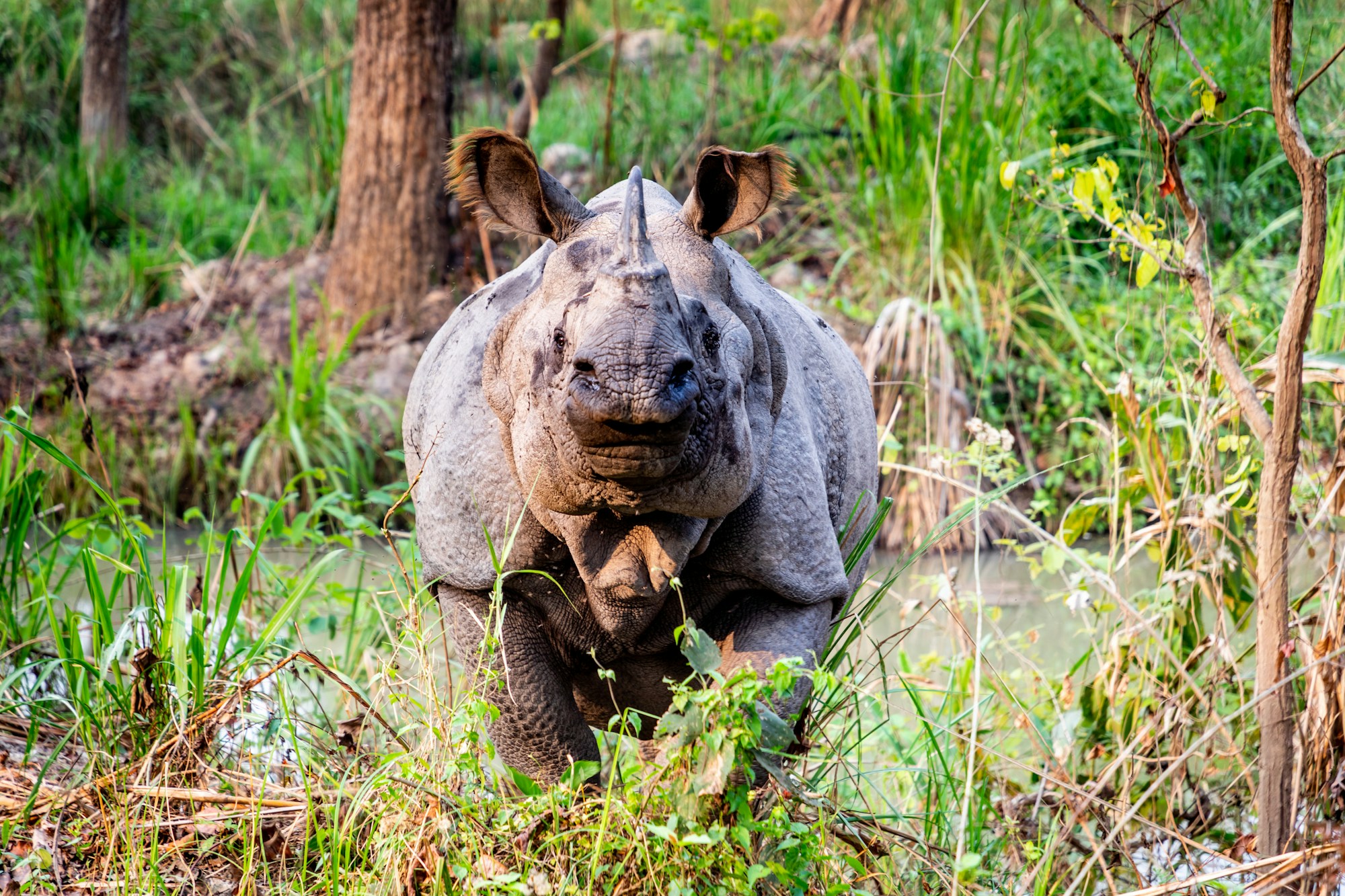 One-horned rhino in Chitwan National Park, Nepal