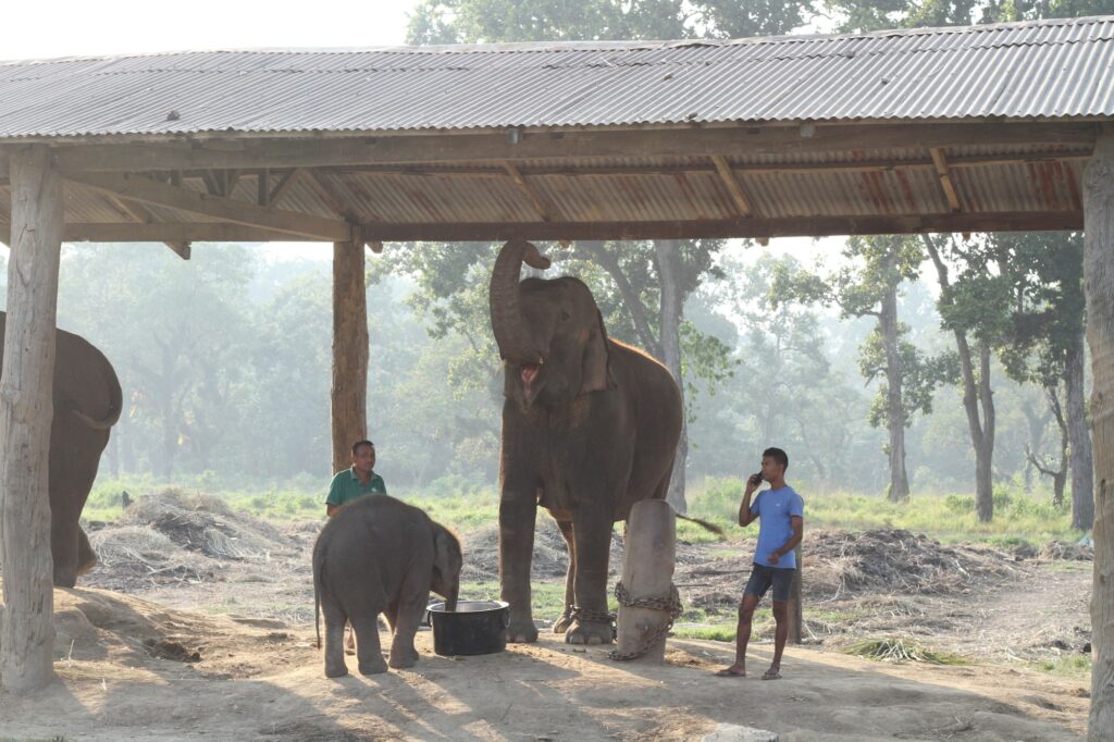 Elephants at the breeding centre near Chitwan National Park, Nepal
