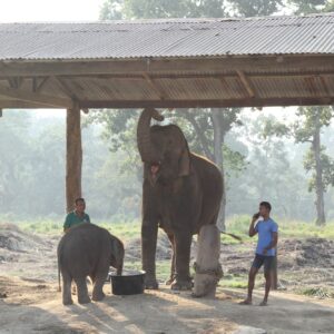 Elephants at the breeding centre near Chitwan National Park, Nepal