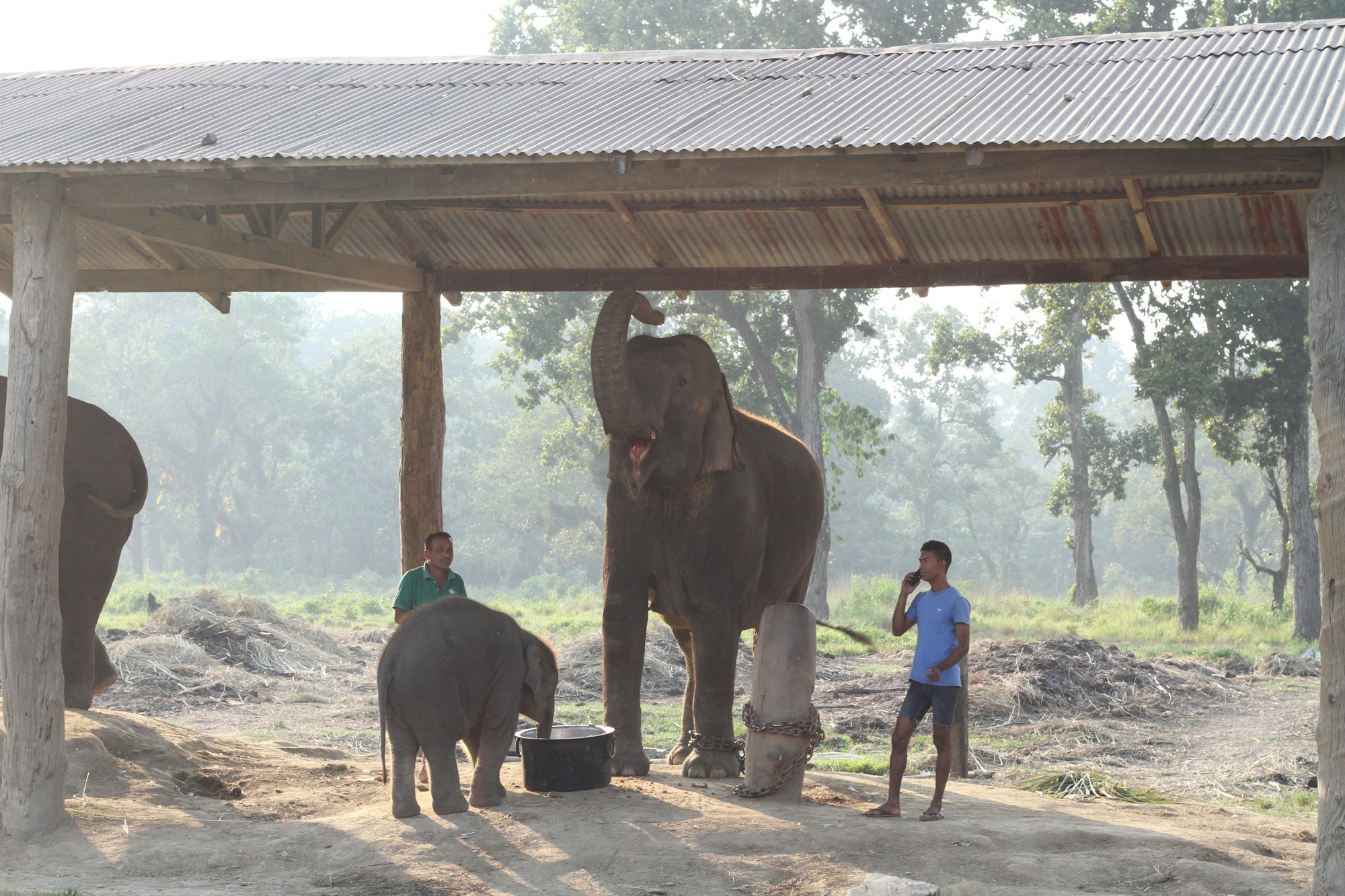 Elephants at the breeding centre near Chitwan National Park, Nepal